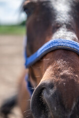 Koń pasący się na farmie w ciepłych wiosennych promieniach słonca © Joanna