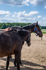Koń pasący się na farmie w ciepłych wiosennych promieniach słonca © Joanna