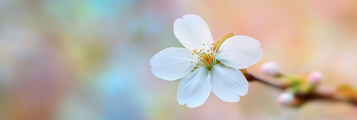 Fototapeta premium Single White Blossom Against Pastel Background