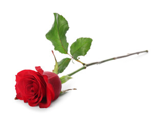 Beautiful red rose on white background. St. Valentine's day celebration