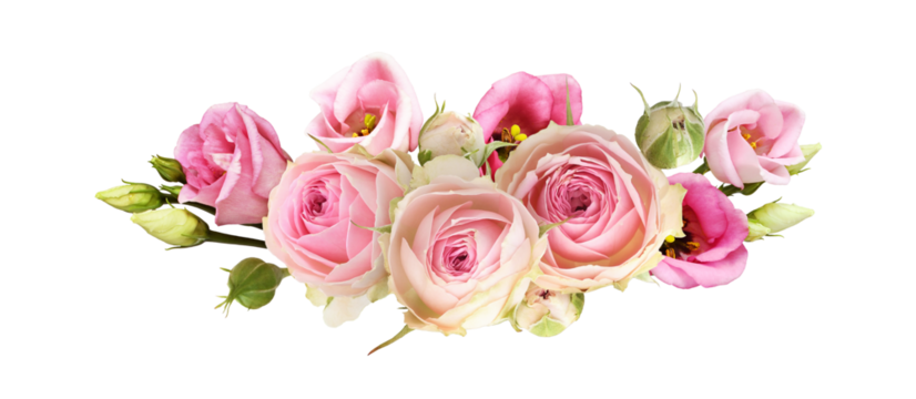 Pink rose and eustoma flowers in a line floral arrangement isolated on white or transparent background