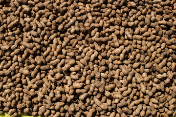 ground nuts drying on floor