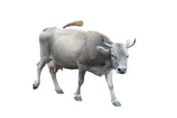 walking grey cow isolated on white background