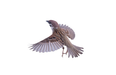 flying sparrow isolated on white background
