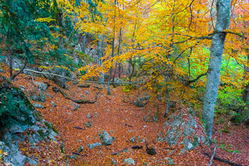 autumn beech forest on mount slope covered by red dry leaves