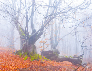 autumn beech forest  in mist covered by red dry leaves