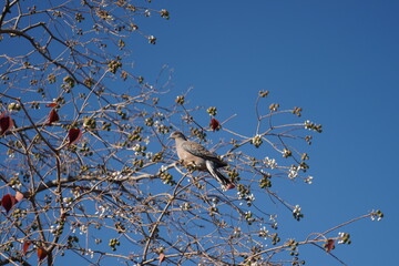 青空と鳥