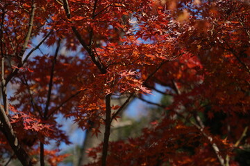 紅葉