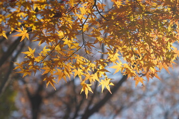 紅葉