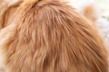 ふわふわな猫の毛並み　茶トラ猫	