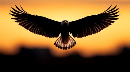 Majestic Eagle Silhouette at Sunset: A powerful bald eagle in silhouette, wings outstretched against a vibrant sunset, conveys a sense of freedom, power, and majesty.