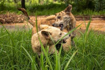 Africanis dog playing in the lush savannah by the river 