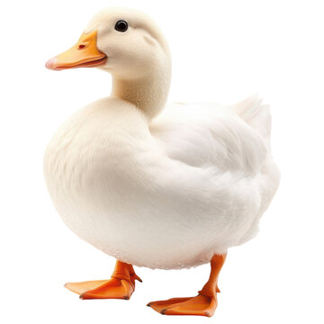 White Pekin Duck Isolated on White Background for Creative Projects on Transparent PNG background