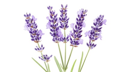 Isolated sprigs of lavender, close-up, white background mockup photo.. AI Generated