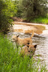 Africanis dog playing in the lush savannah by the river 