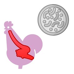 A stylized depiction of a chicken highlights its anatomy, with a red outline focusing on an internal organ. Nearby, a circular shape containing abstract patterns resembles a petri dish.