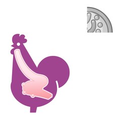 A stylized purple rooster silhouette displays a simplified illustration of its internal reproductive system. The image includes a semicircle with anatomical details in the top right corner.