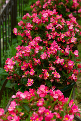 Begonia flowers in a city flowerbed. Bright red flowers for decorating the city landscape.