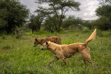 Africanis dog outdoors on the grass in the lush savannah 
