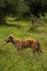 Africanis dog outdoors on the grass in the lush savannah 