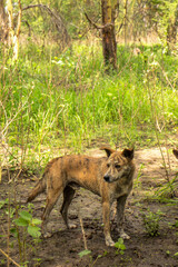 Africanis dog outdoors on the grass in the lush savannah 