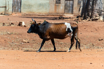 cow walking in the village