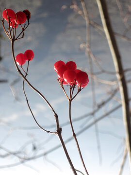 rote Beeren an einem Strauch vor blauem Himmel ium Hintergrund