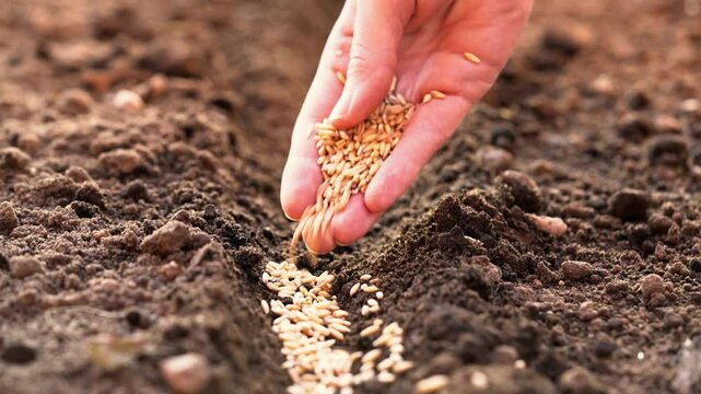 Close-up of a farmer's hand sowing seeds in the soil, representing the parable of the sower from the Bible. World food crisis, export, import. Concept of organic bio farming in agriculture business 