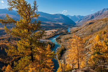 Autumn view of winding river in Altai mountains surrounded by yellow trees and clear sky. Captures serene and colorful scenery.