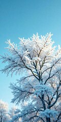 Tree branches covered in thick layer of frost against clear blue sky , branch, tree, frost