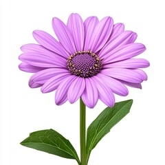 Obraz premium A photostock of a fully bloomed purple echinacea flower with soft petals, isolated on a clean white background, bright and fresh, High Quality
