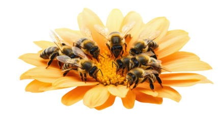 Bees gathering nectar on a vibrant yellow flower in a sunny garden during springtime.