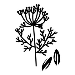 Dill and cumin, twig and seeds. Culinary herbs and spices, hand-drawn. A collection of sketches in small details. A black outline on a white. Vector illustration. Seasonings, spices, food additives