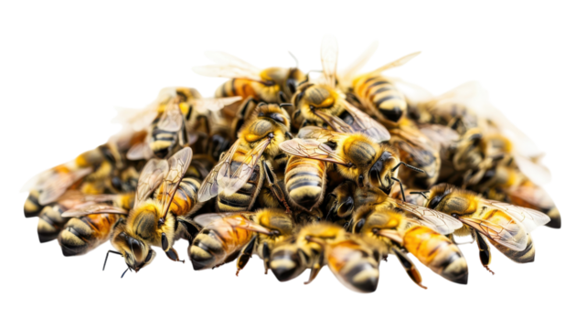 A close-up view of a swarm of bees gathered together on a transparent background, showcasing their vibrant colors and intricate details.