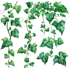 Vine Illustrations. Realistic Detailed Botanical Collection of Liana Leaves in Watercolor. Green Climbing Plants Clip Art
