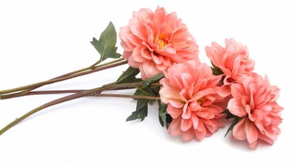 Three beautiful coral peonies with lush green leaves, elegantly arranged against a clean white background.