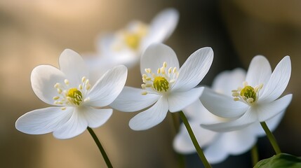 Fototapeta premium Delicate white flowers softly bloom outdoors closeup photo. AI Generated