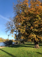 Fototapeta premium Tree by the lake