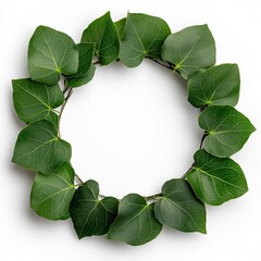 Fototapeta premium A photostock of decorative green ivy vines shaped into round wreaths, arranged symmetrically against a clean white background, natural and elegant, High Quality