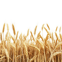 Fototapeta premium A Field of Ripe Golden Wheat Isolated on White Background for Agricultural and Culinary Use Transparent Background