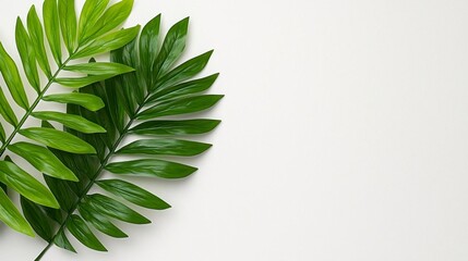 A photostock of detailed tropical palm leaves casting shadows, arranged evenly on a clean white background, natural and refreshing, High Quality