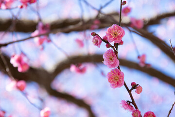 早春を告げる元気な梅の花