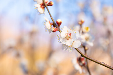 朝日を浴びて輝く可愛らしい白い梅の花