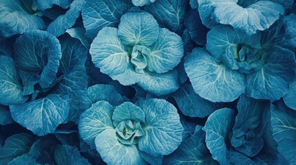 Blue cabbage leaves forming a textured background showcasing the intricate details and natural beauty of fresh vegetables.