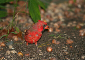 Male Red Cardinal Bird on ground searching for food between acorns  in Indianapolis, IN, USA