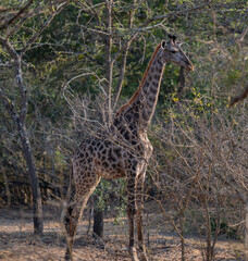 Afrikanische Tiere Giraffe im Busch vom Krüger National Park - Kruger Nationalpark Südafrika