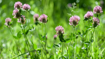 Red Clover, Trifolium pratense, in a typical meadow environment. delicate flower, on a light green natural background. macro nature. wild flower. pink clover, flower in the field. close-up