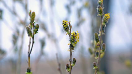 fluffy yellow flowers bloom on a willow branch. Yellow flowers of a willow on a branch in the spring forest. beautiful festive spring background. nature, bokeh, close-up, Macro photo