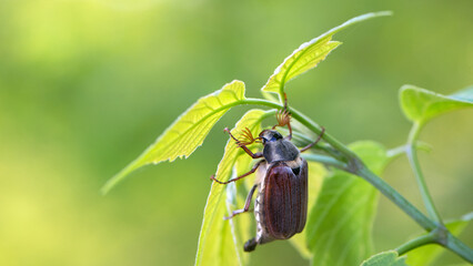 Melolontha. Cockchafer Melolontha Scarabaeidae, crawling on green leaves in natural environment....