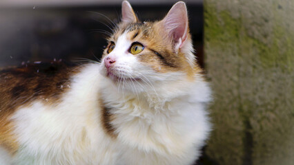 a beautiful tricolor cat face with a white body and yellow eyes looks into the distance. mixed breed domestic cat sitting outdoors. close-up homeless animal. caring for a pet.